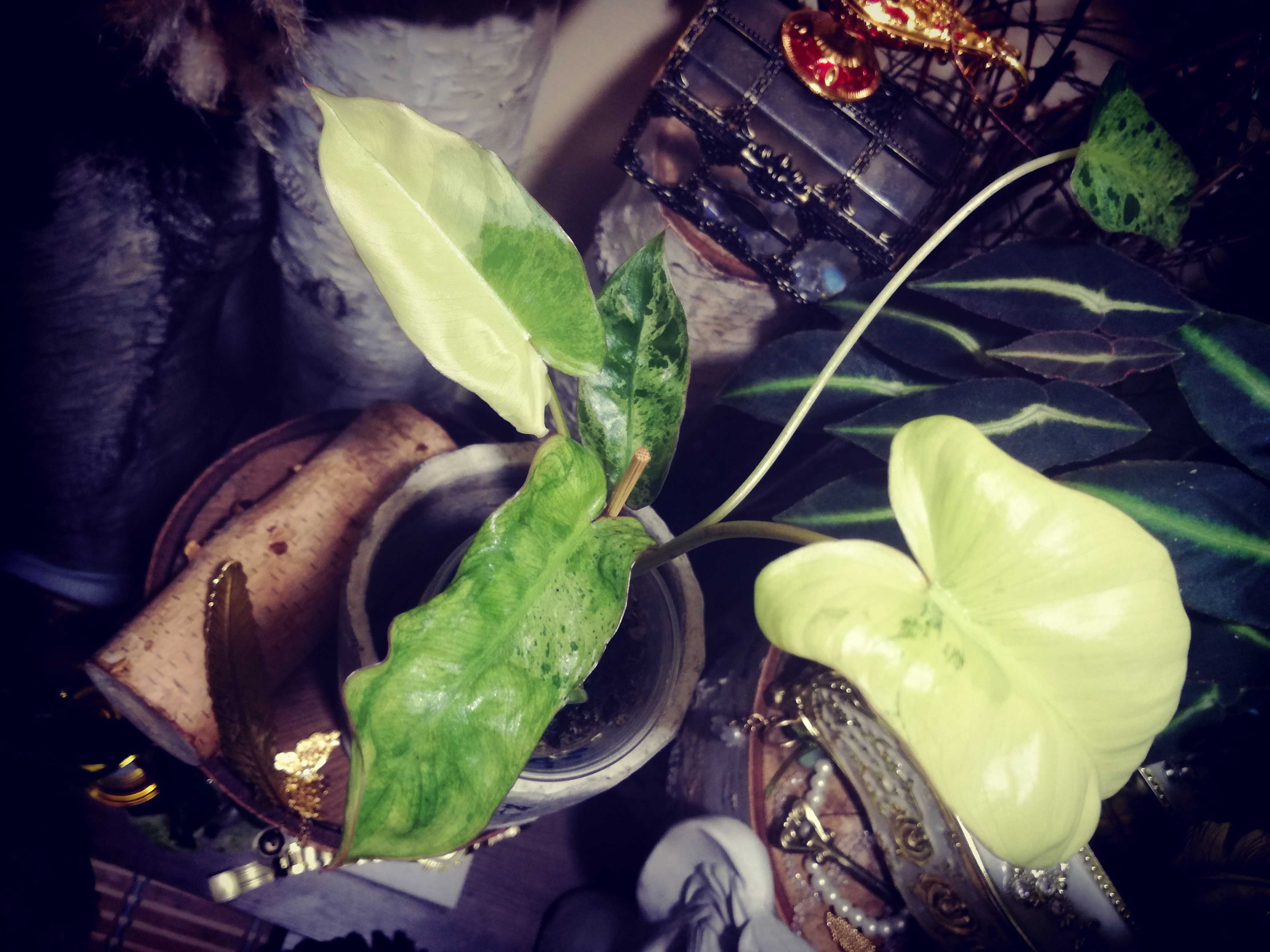 Philodendron Paraiso Verde ALBO Variegata UNIKAT NOWY LIŚĆ ! monstera