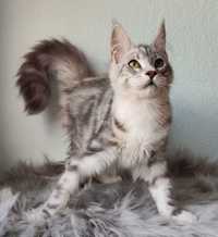 Maine Coon cudowny kocurek