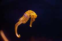 Konik Morski Hippocampus erectus S/M ŻÓŁTE  Hodowla! Akwarium Morskie