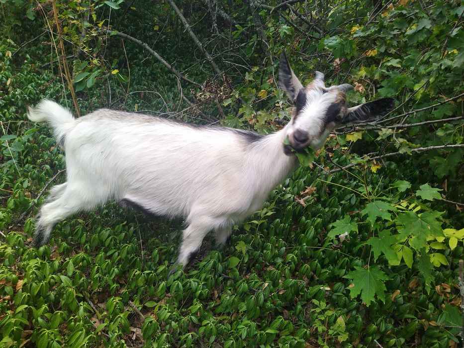 Кізочка 6 місяців