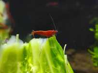Camarões Neocaridinas Red Cherry Aquario