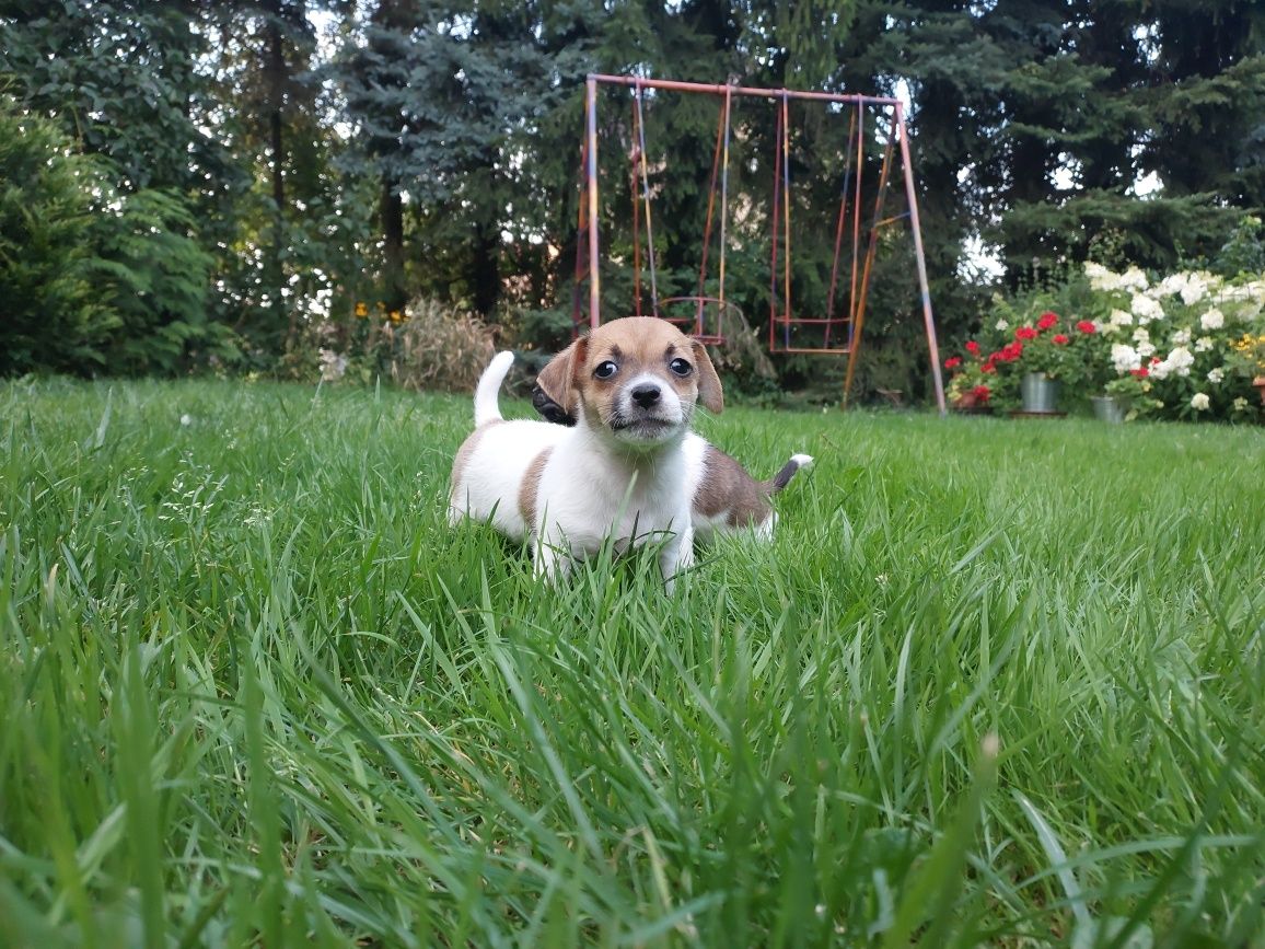 Jack Russell Terrier- suczka
