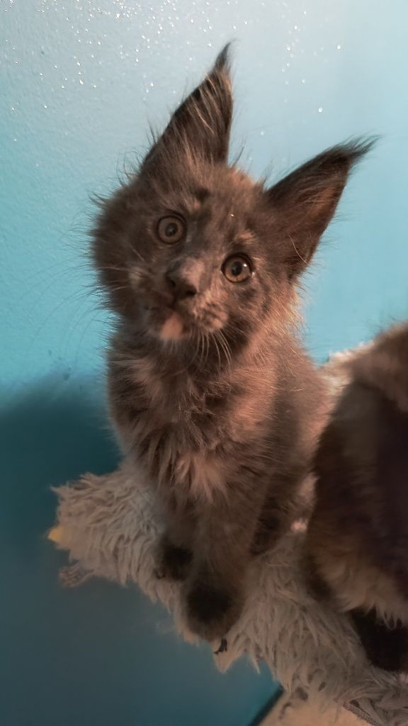 Kotka Maine coon-do hodowli