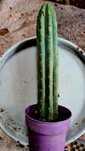 Cactos Decorativas