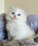 Kotek Ragdoll Blue bicolor lynx