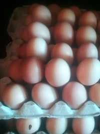 Яйце домашні курячі
