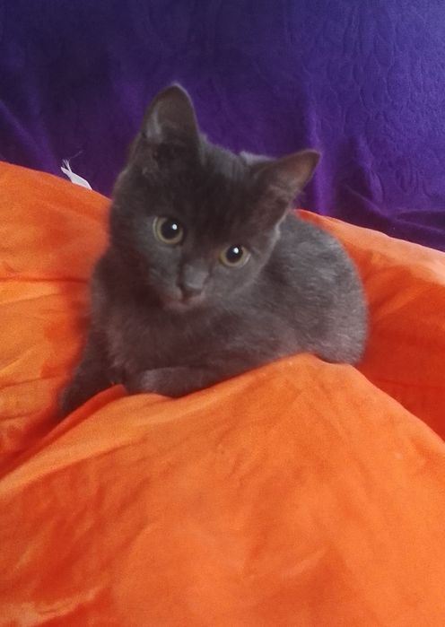 Кошенята в добрі руки