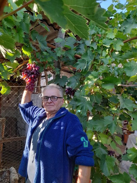 Саджанцi винограда з гроною