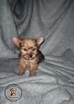 Yorkshire Terrier Gold mini