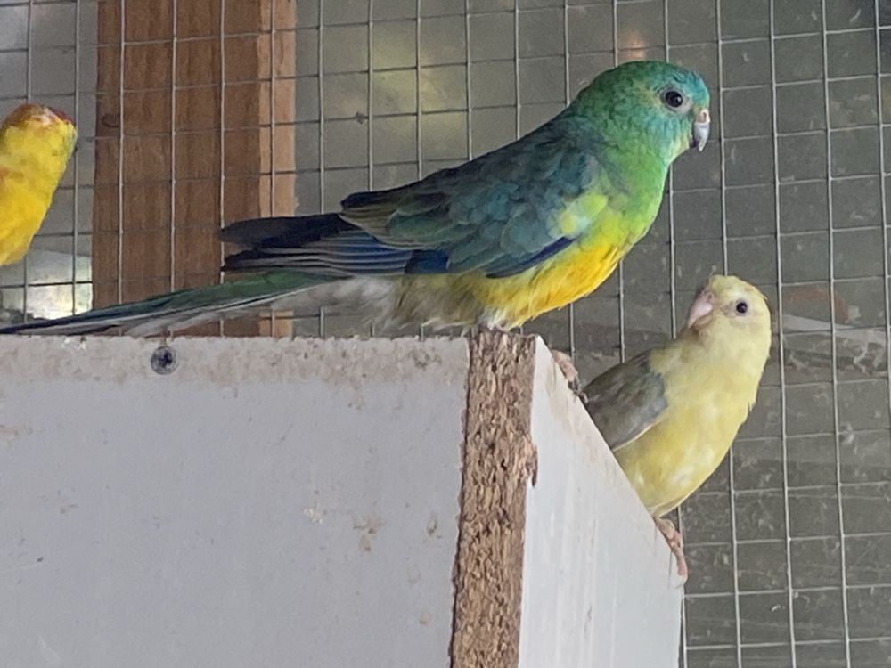 Kolorowe papugi