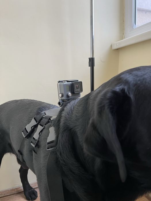 Екшн-камера Go Pro Hero+ , кріплення для камери на собаку