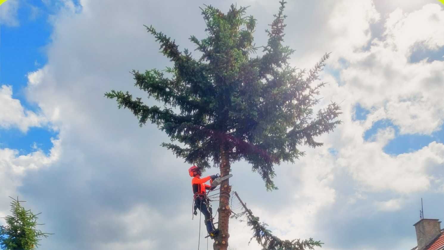 Wycinka drzew metodą alpinistyczną  Pielęgnacja drzew - HARBO