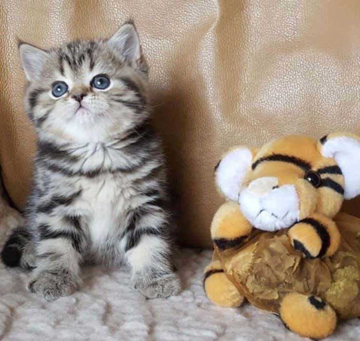 Плюшевые котята Скоттиш страйт