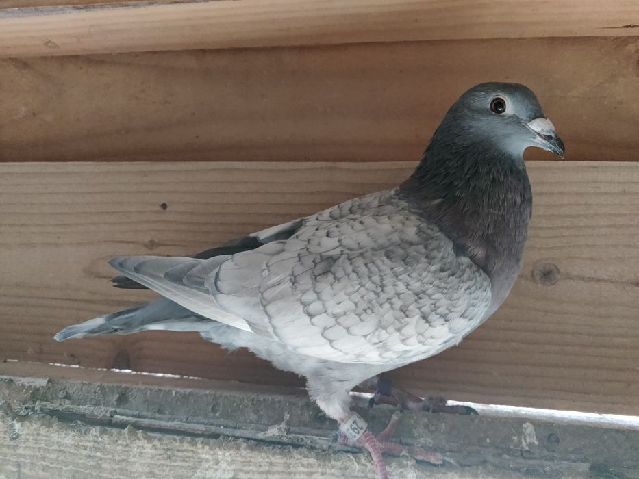 Gołębie pocztowe Adama Braszko