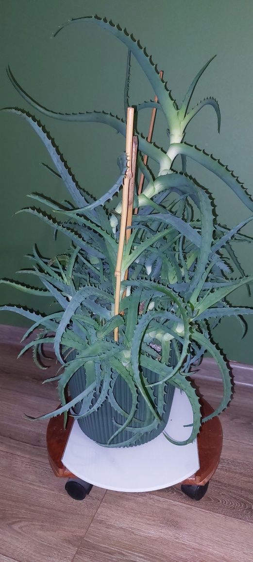 Wielki aloes z doniczką