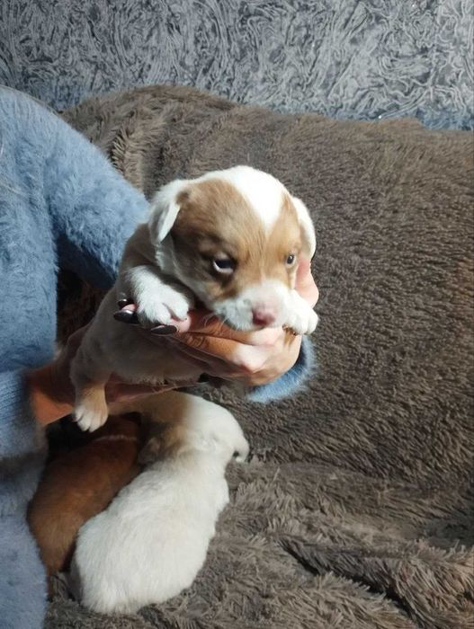 Цуценята чіхуа та коргі