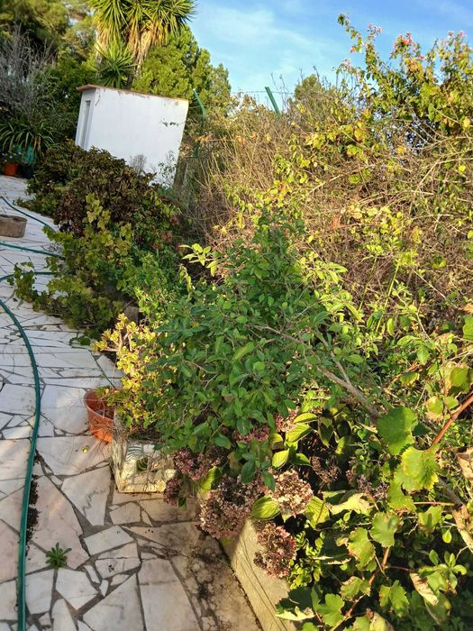 Moradia para arrendar em Melides – vista mar e a 2 km da praia