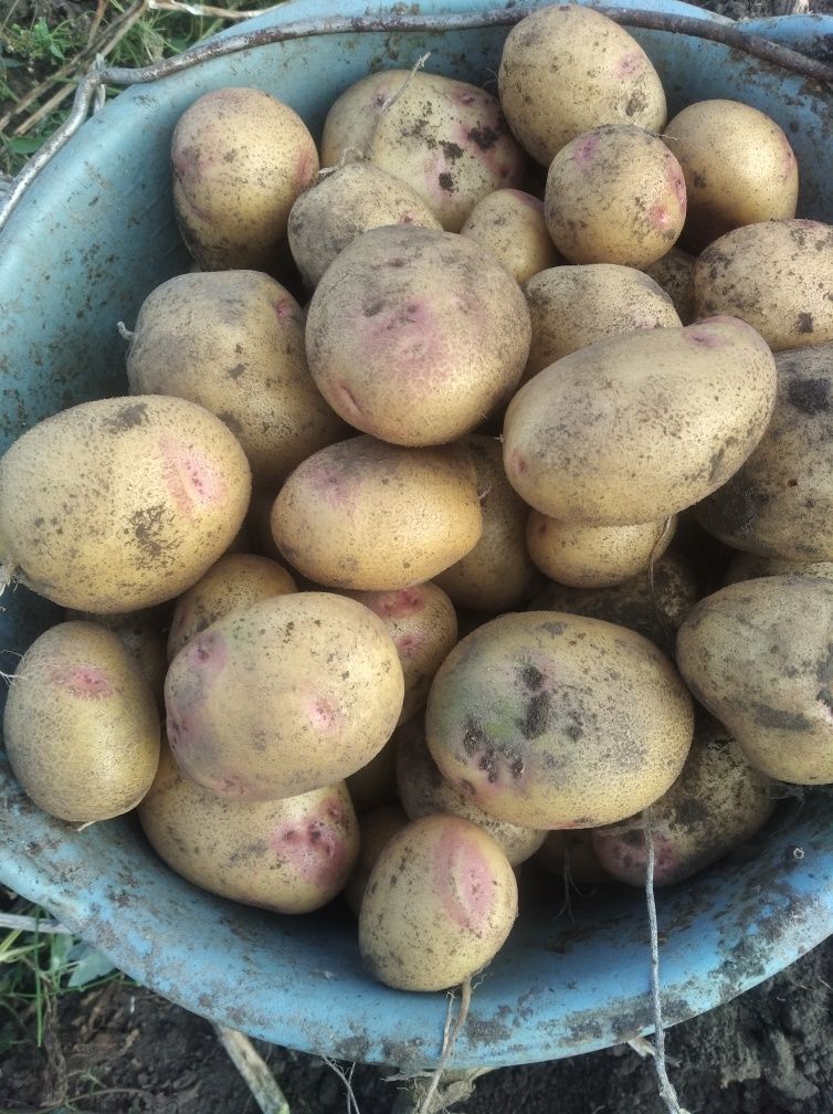 Продам насіння картоплі різних сортів