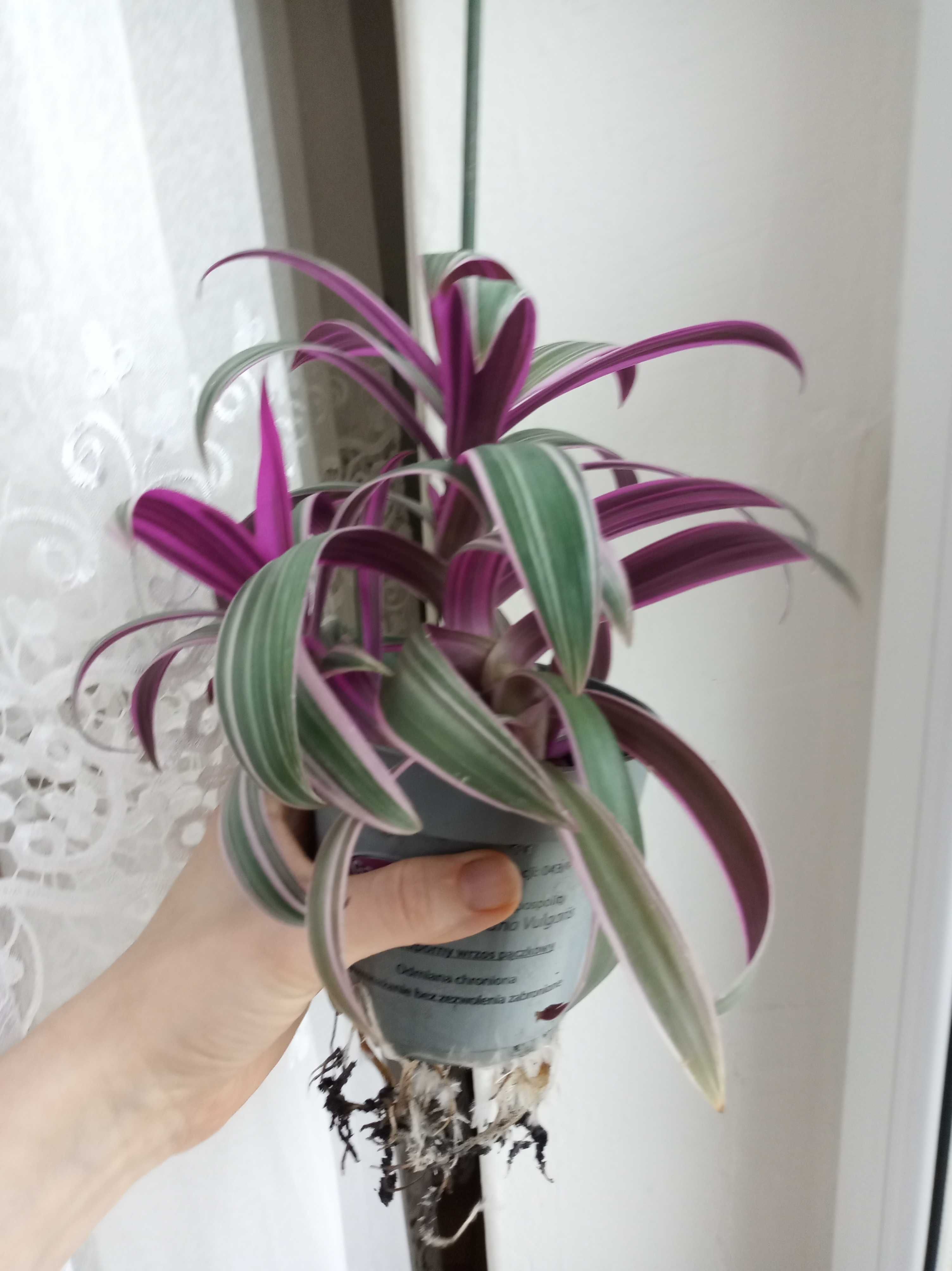 Trzykrotka , tradescantia reo meksykańskie