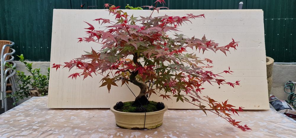 Bonsai Acer palmatum deshojo