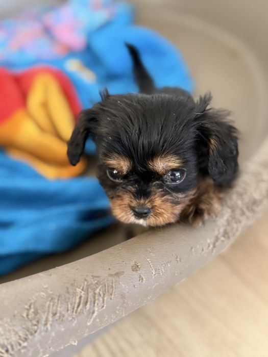 Cavalier King Charles Spaniel piesek