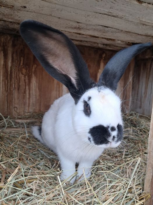 Sprzedam samca srokacza