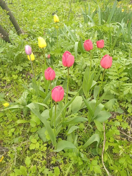 Продаю будинок хату з садом та огородом