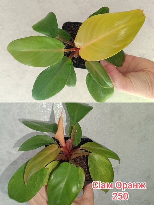 Пропоную ароїдні рослини, сансевієрії