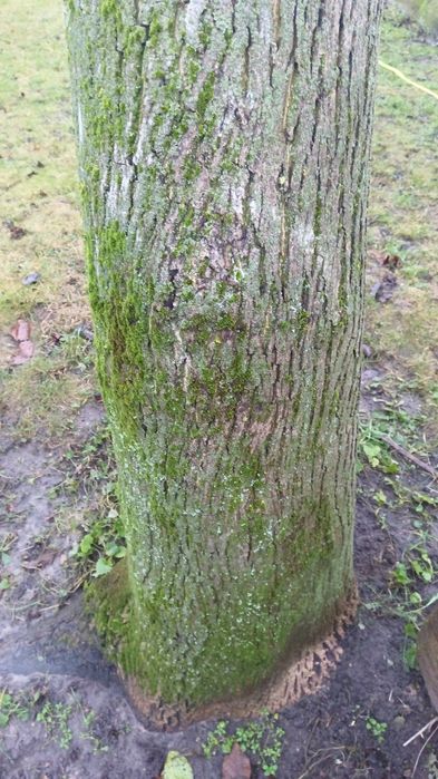 Orzech włoski 2 szt