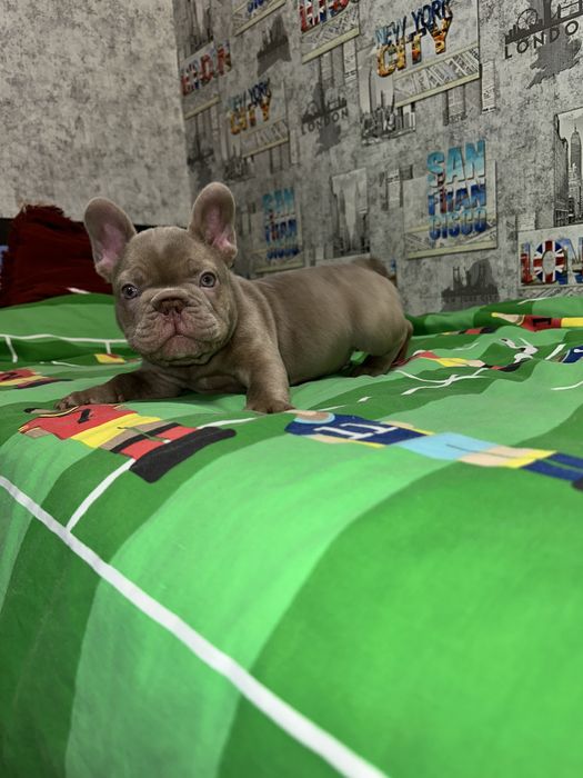 Хлопчин новотипний