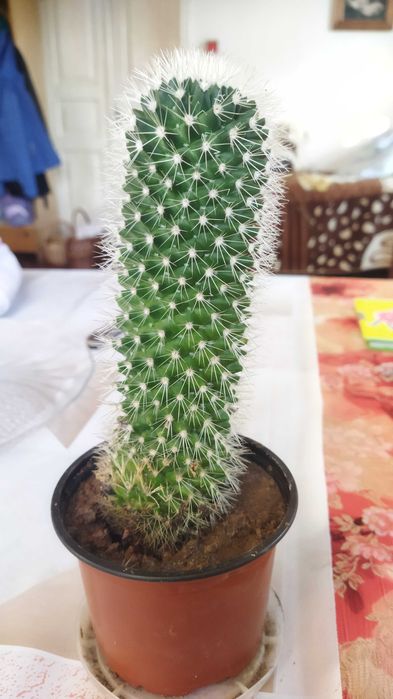 Кактус цвіте рожевими квітами