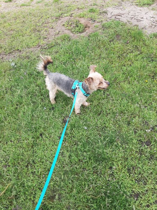 хлопчик Йорк шукає дівчинку