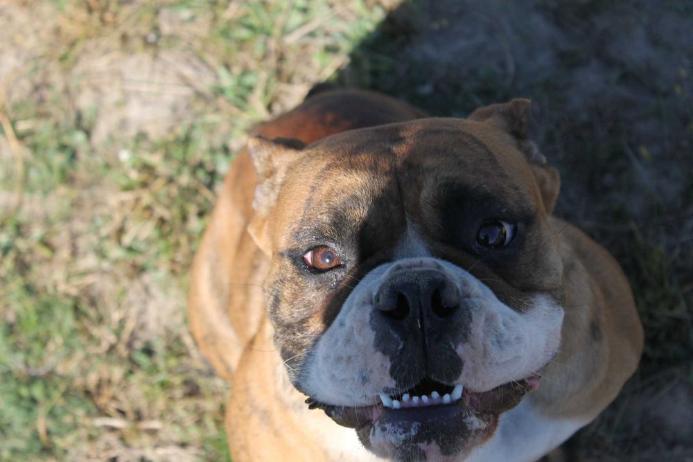 buldog kontynentalny