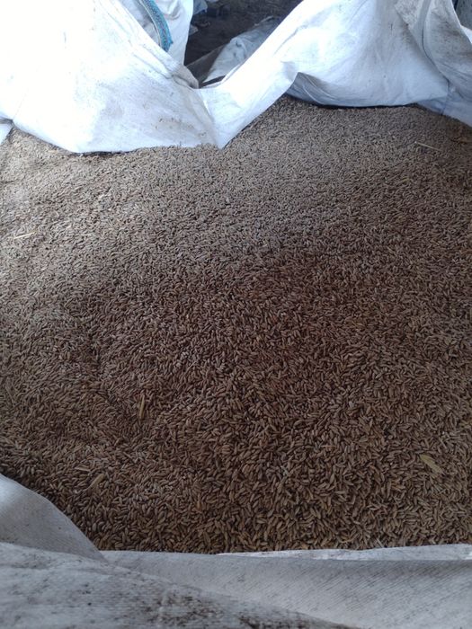 Żyto ozime, rok po centrali, owies jary