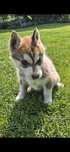 Sunia, szczeniaczek, husky, z rodowodem
