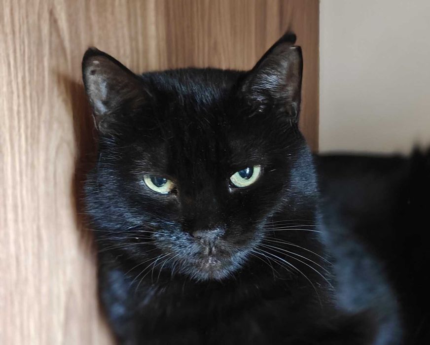 Стильна чорна пантерка кішка Мока 4 роки буде найвдячнішою, дайте шанс