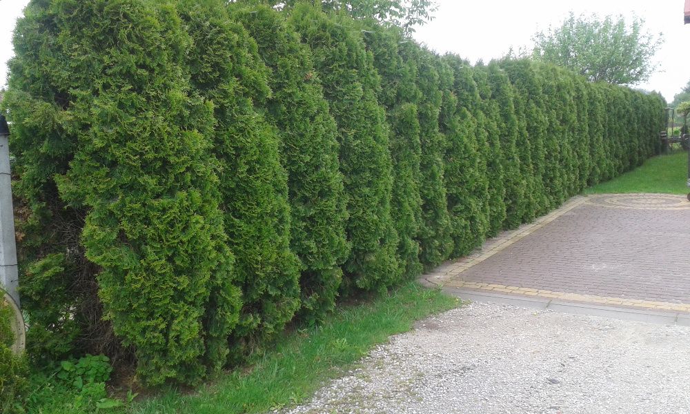 Tuja tuje Szmaragd Smaragd thuja thuje żywotnik żywoplot parkan