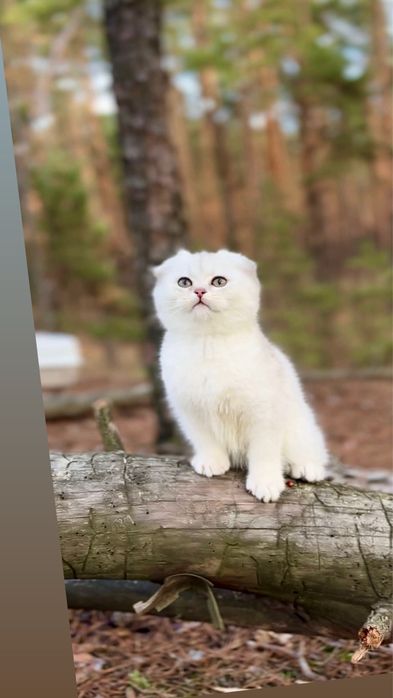 Висловушка киця срібна шиншила дівчинка шотландська