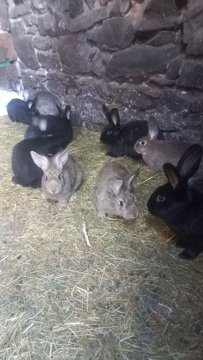 Продам молодняк кроликів