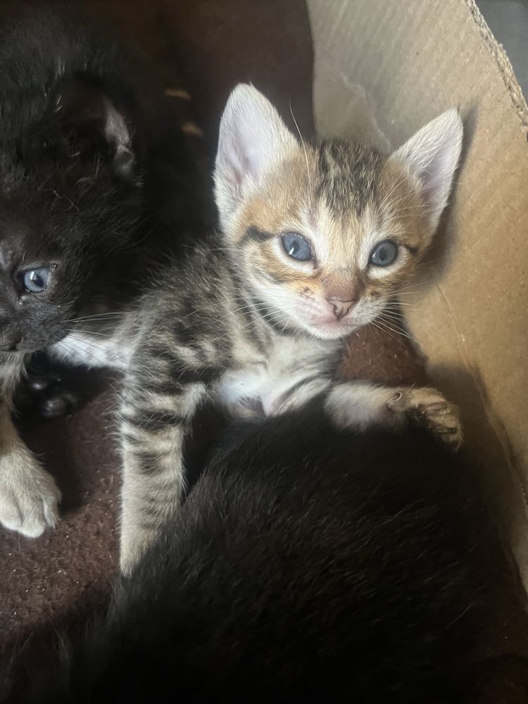 Gatinhos para adoção responsável