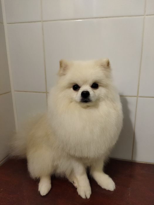 Стрижка собак та котиків в Кульбакіно