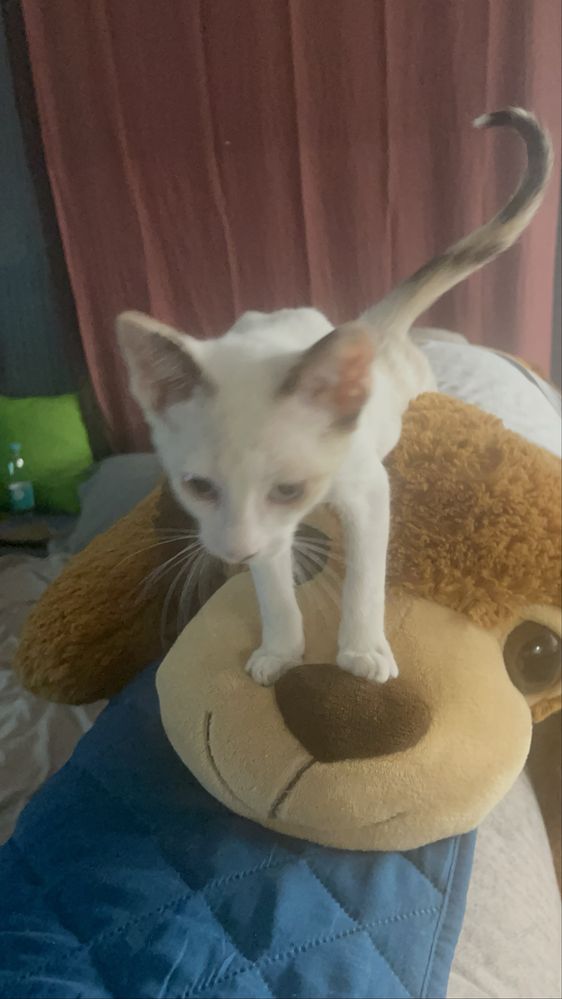 Gatinha com 2 meses e meio