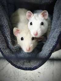 Dwa szczurki samice do adopcji