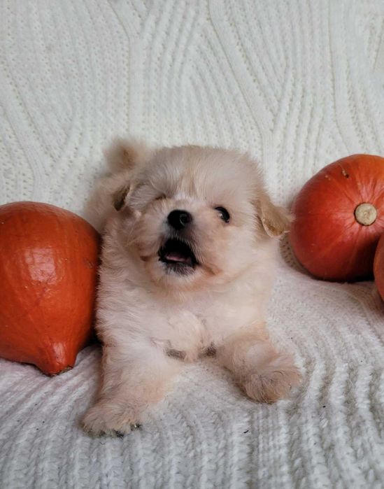 Наче іграшковий ведмедик) Дизайнерська mini pomapoo дівчинка з Києва