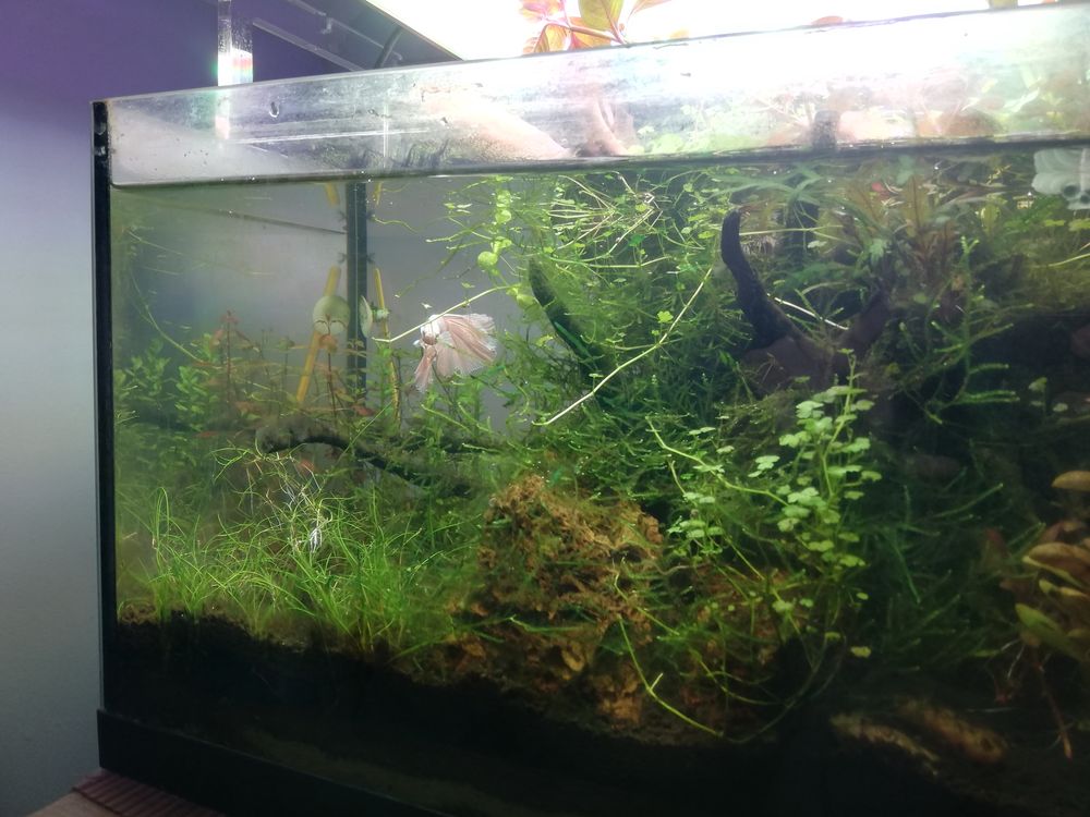 Akwarium 25l z strefa nadwodna