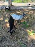 Vendo uma cabra e um cabrito