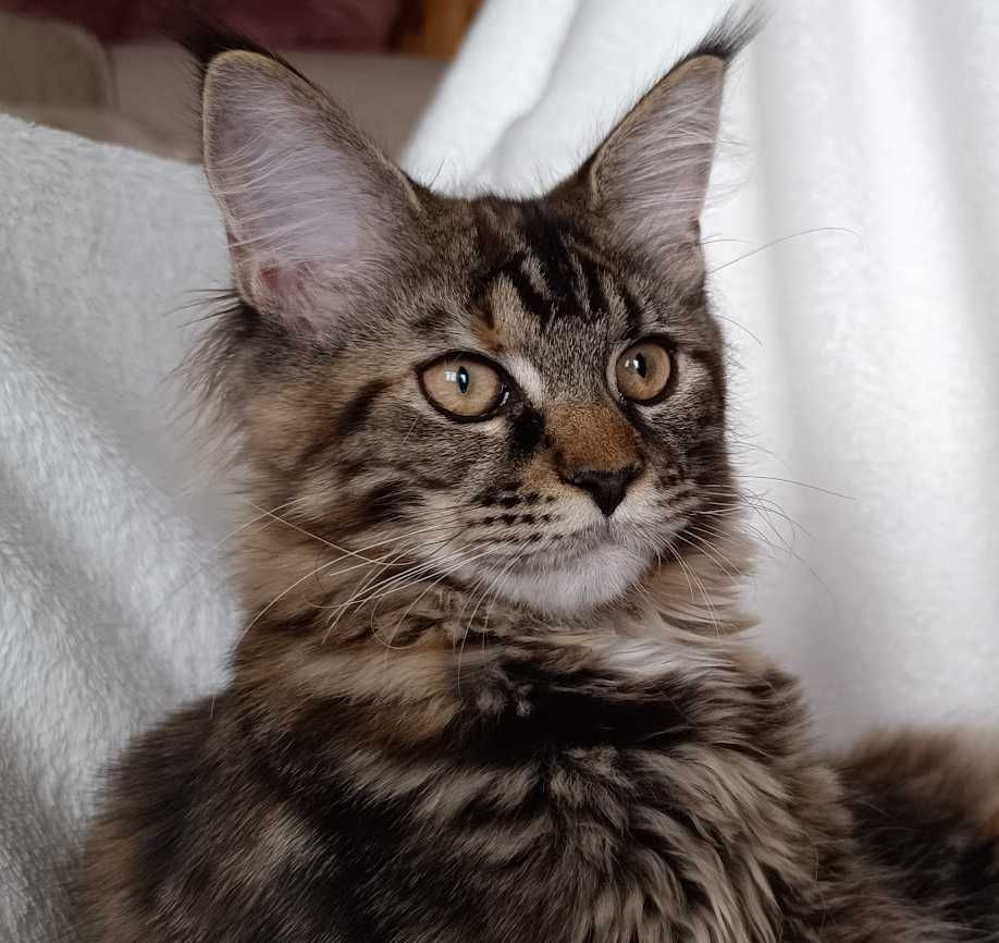 Bella Kotka Maine Coon Szylkretowa Klasycznie Pręgowana