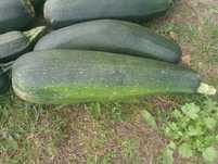 Cukinia ekologiczna