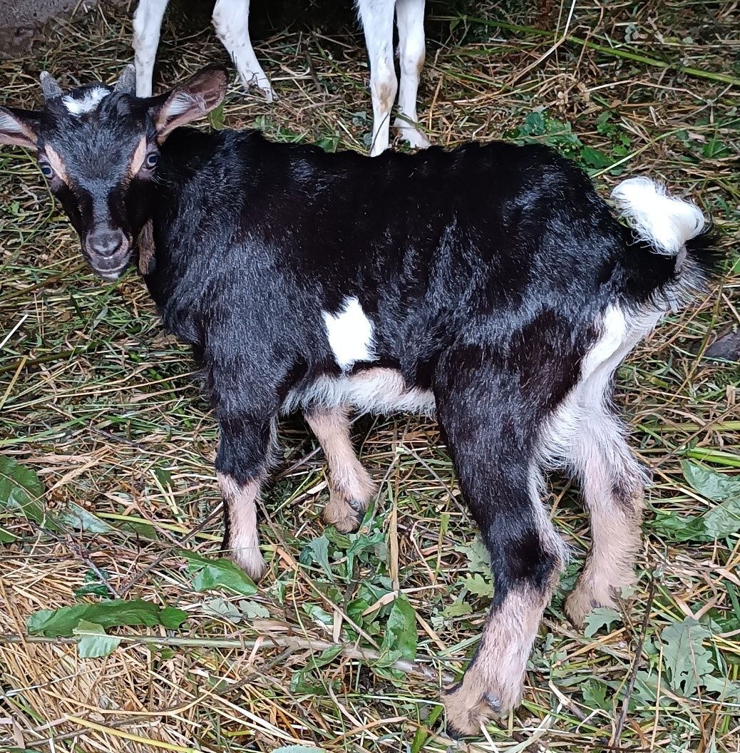 Cabrito ( Vivo ou limpo)