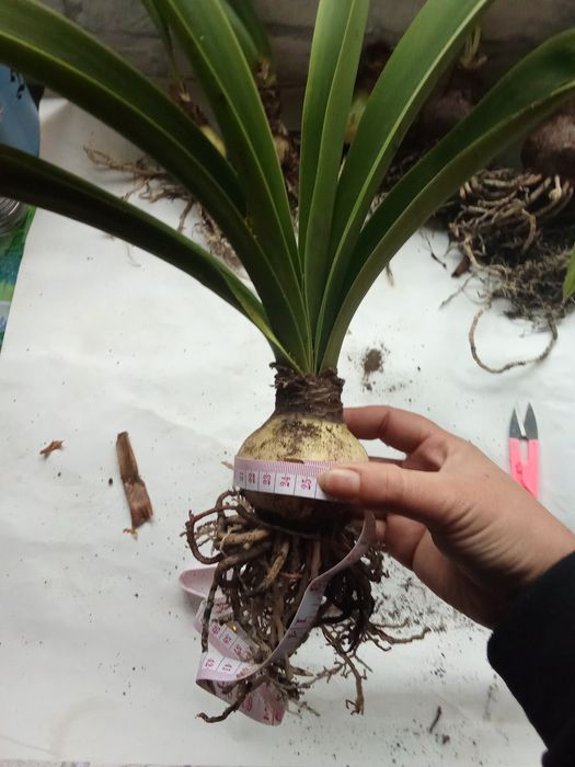 Кімнатні рослини (гіпеаструм, амариліс)